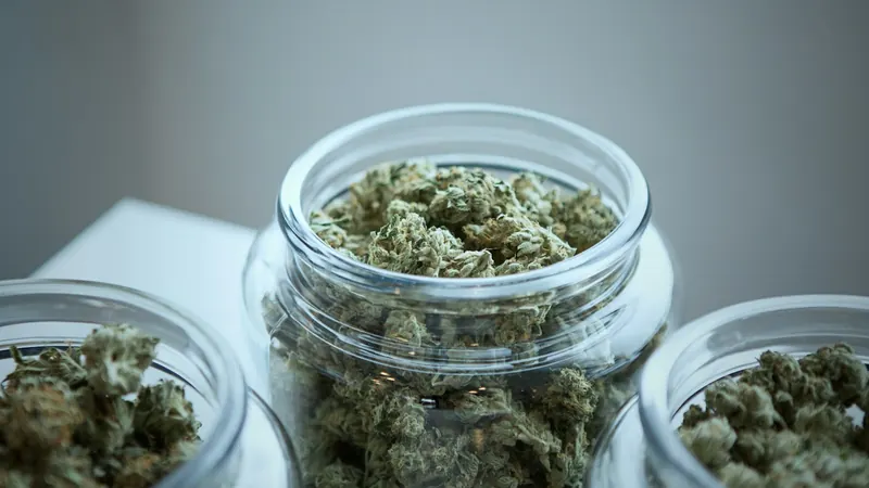 Order Weed Online in Central MA: Simple, Legal, Delivered