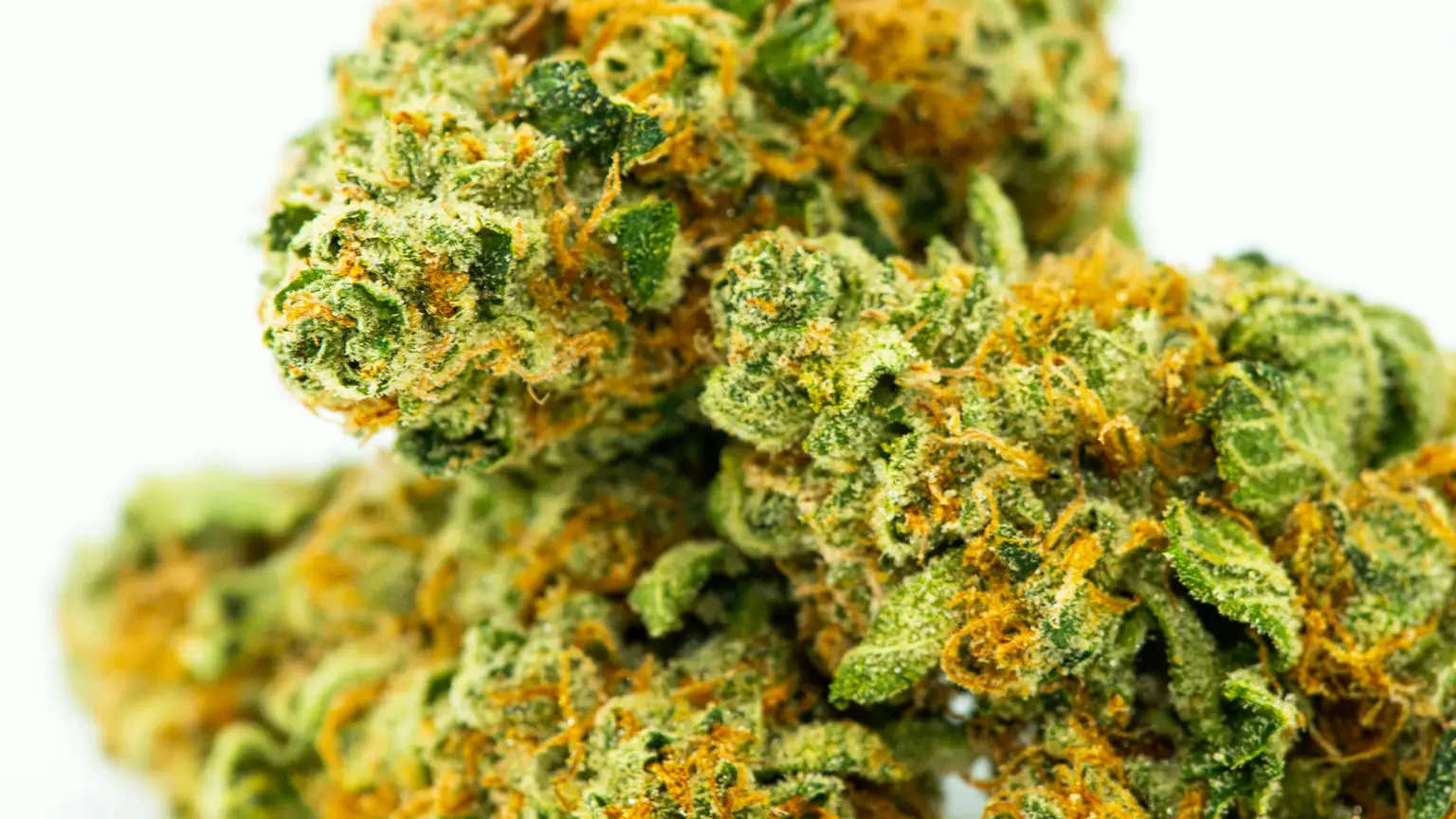 A close-up of trichome-covered cannabis flower buds against a plain white background