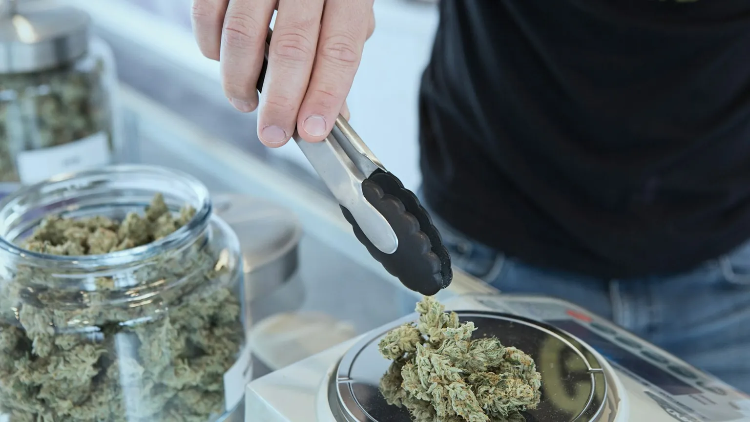 Cannabis flower being weighed on a scale beside glass jars of product