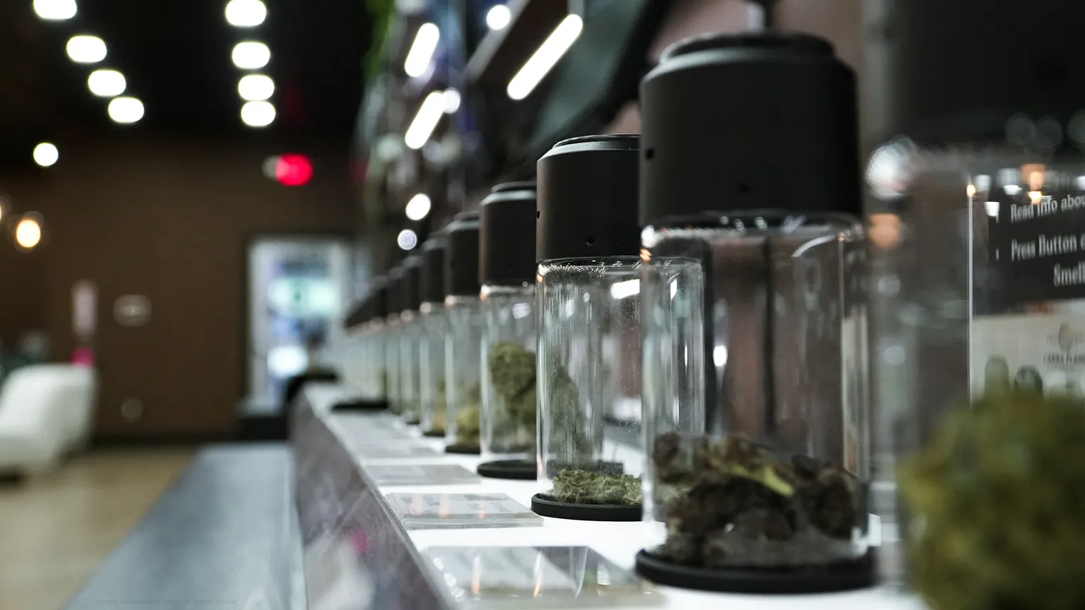 A row of glass display jars holding different cannabis flower strains along a dispensary counter