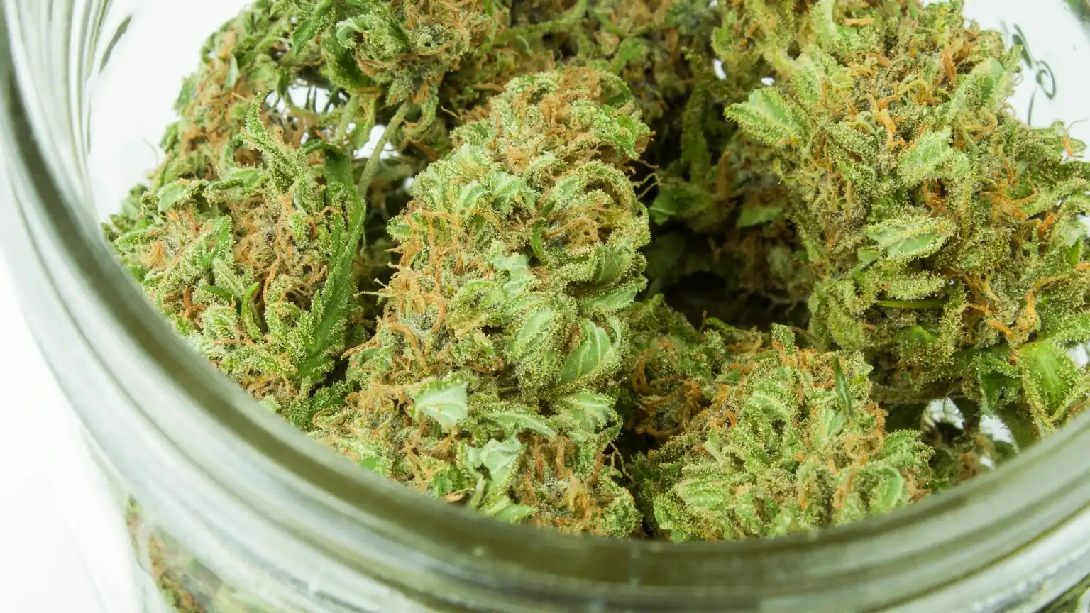 A close view of cured cannabis flower buds inside an open glass storage jar